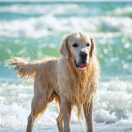 Studio-apartment Piccolino 26, Timmendorfer Strand- Strandkorb Inklusive & Privaten Zugang Zur Ostsee Appartement Timmendorfer Strand